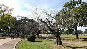 桜の木と枝１