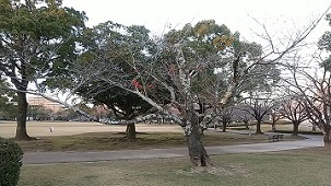 桜の木と枝２