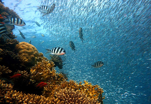 海の生き物