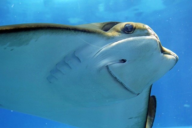 海の生き物